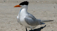 Royal Tern bird pictures_Thalasseus maximus