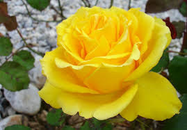 Hd Images Of Yellow Rose 33