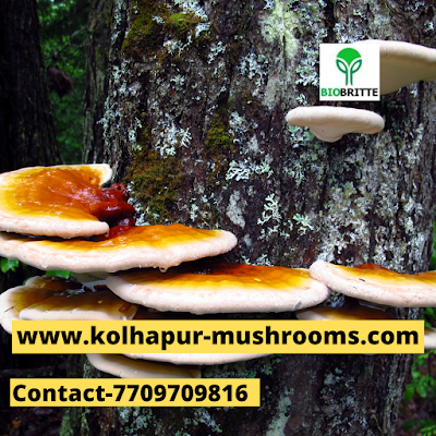 Scope Of Ganoderma Mushroom