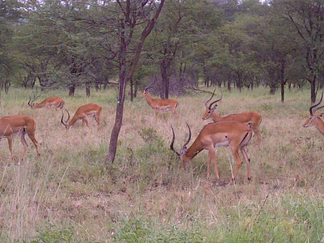 Serengeti National Park