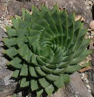 Agave from the top