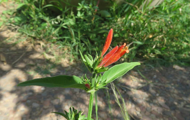 Dicliptera squarrosa - Canario Rojo