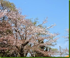 DSCN5441