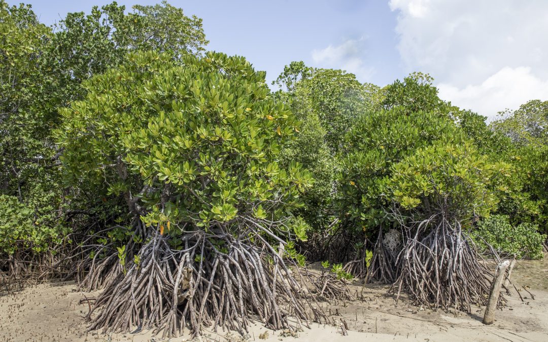 Pengertian Kawasan Hutan Mangrove Sebagai Salah Satu 