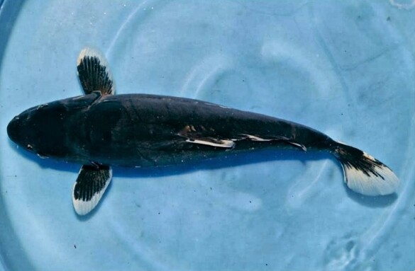  Gambar  Dan Nama  2 Ikan Koi Radea
