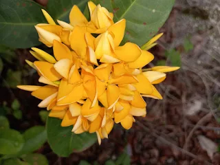 "  Yellow jungle flame Ixora coccinea in Suriname"