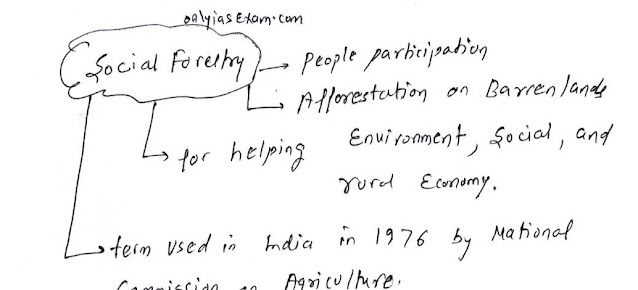 social forestry