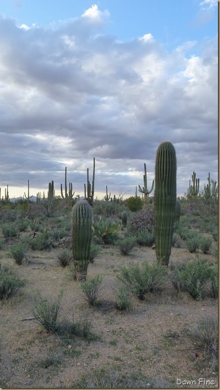 Saguaro NP West_046