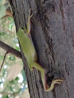 So are running-away tree frogs