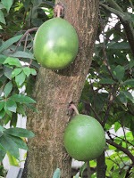 Калебасовое дерево. Маракасы