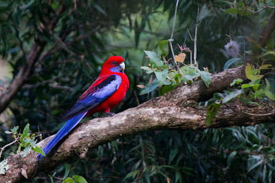 Crimson Rosella - Platycercus elegans