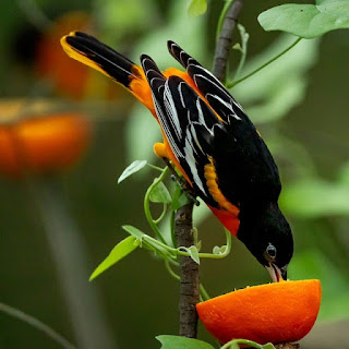 Baltimore Oriole Bird Images