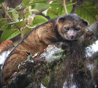 Olinguito first carnivore found