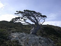 天然盆景的玉山圓柏