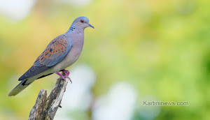 Merawat Burung Perkutut untuk Lomba Yang Bagus dan Berkualitas