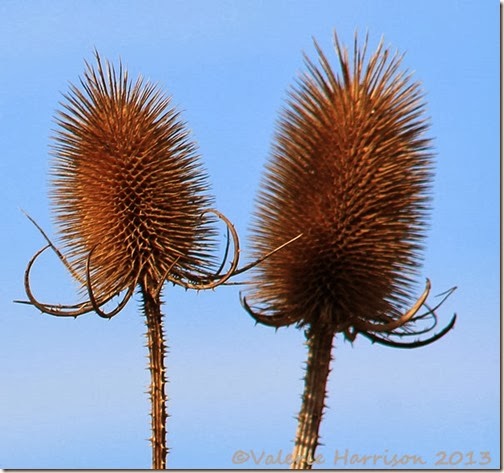 24-teasels