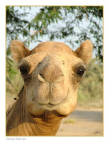 Rude Jokes Camel