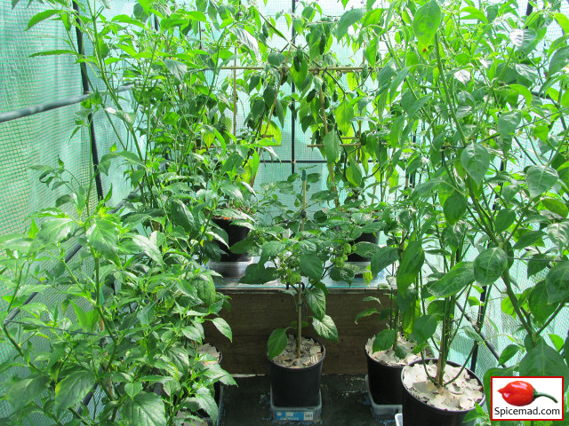 Chilli Plants in the Greenhouse - 10th July 2014