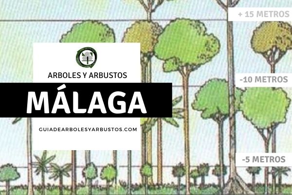 Arboles y arbustos de la provincia de Málga