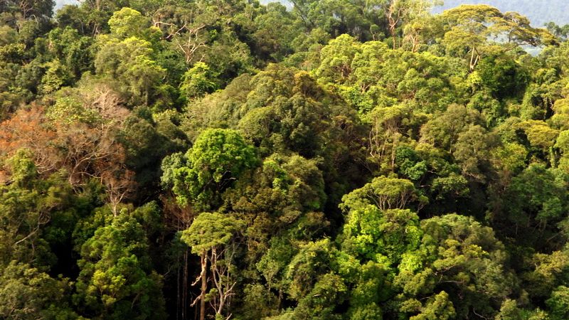 Contoh ekosistem darat adalah ekosistem hutan contoh ekosistem 
