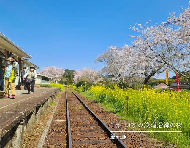 いすみ鉄道沿線の桜☆総元駅周辺の桜