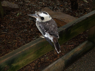 Kookaburra - Own Image