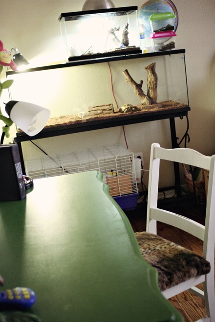 Animal Cages Decorating Dilemma