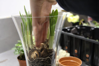 Planting Spring Bulbs at Flower Design