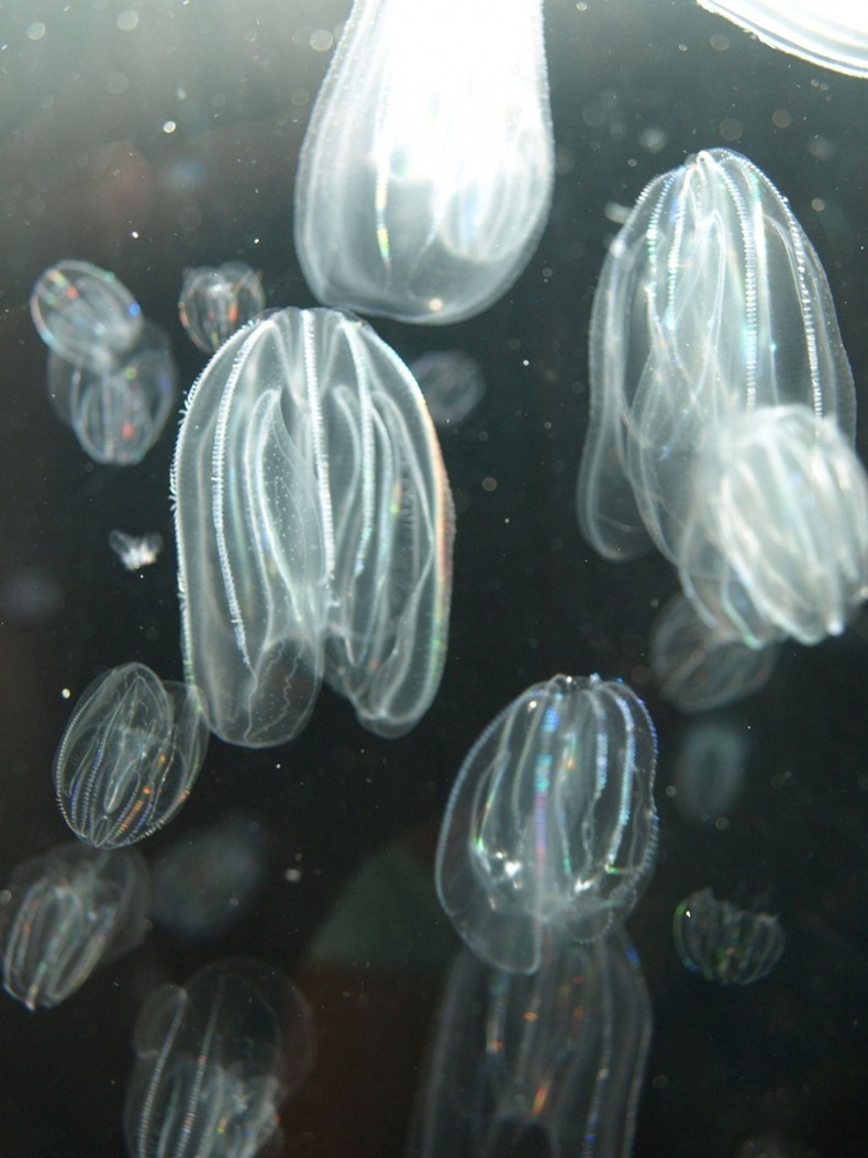 jellyfish-explosion3