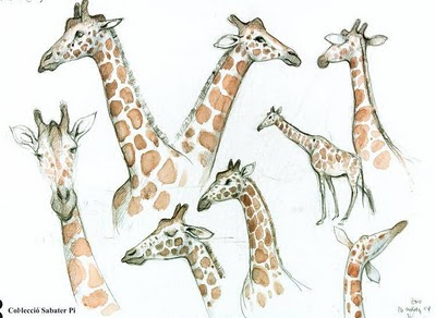 giraffe sketches