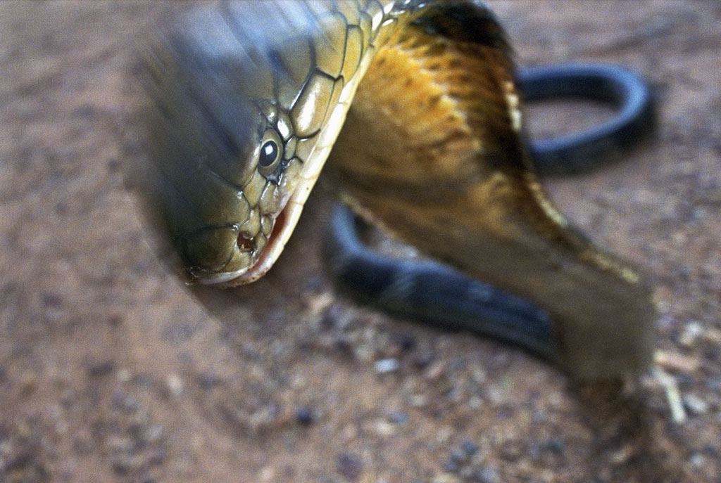 King Cobra Snake Attack