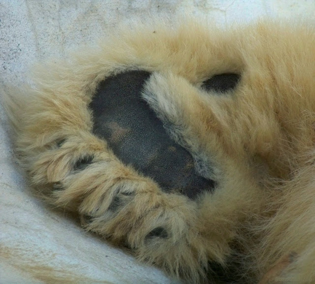 bottom of a foot with a black pad and lots of yellow-white fur