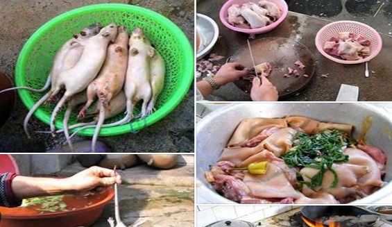 KENALI SEBELUM TERLAMBAT!! WASPADALAH, Tikus Menjadi Ayam Tiruan, Begini Cara Mengenalinya