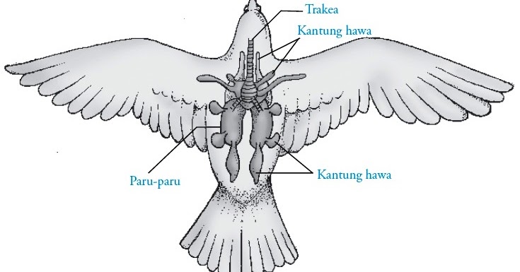 Sistem Pernapasan pada Burung (Aves)