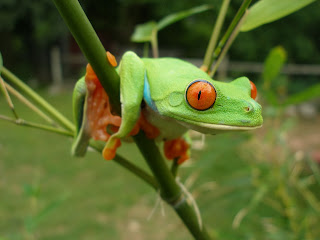 tree frog