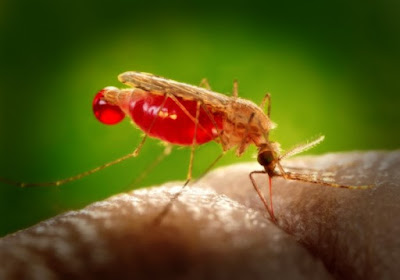 Penyakit malaria disebabkan nyamuk jenis Anopheles