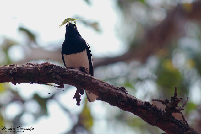 Oriental Magpie Robin with its prey Grasshopper