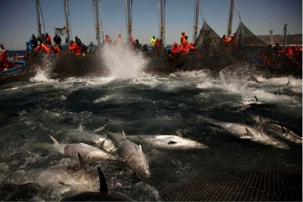 A sexta extinção já atinge a vida marinha - desta vez a perturbação somos nós