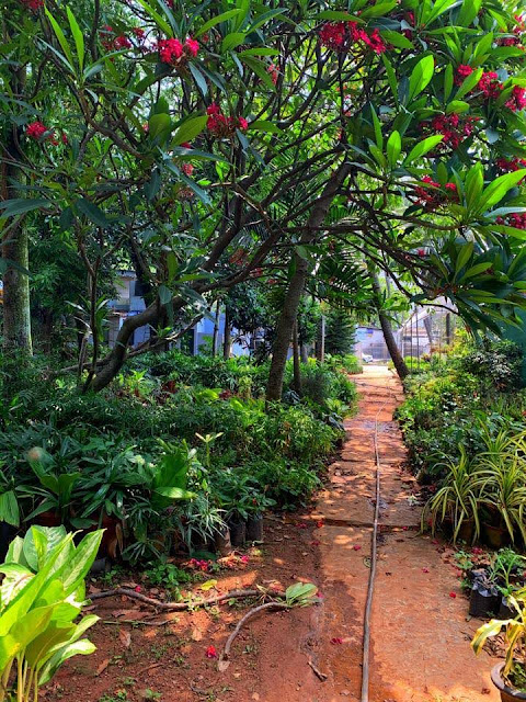 Plumeria Rubra - Devappa Nursery