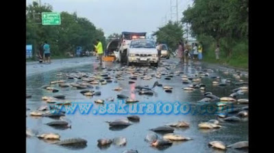 Sakuratotonewsterbaru.blogspot.com - Peristiwa Aneh, Hujan Jatuhkan Ikan Dari Langit