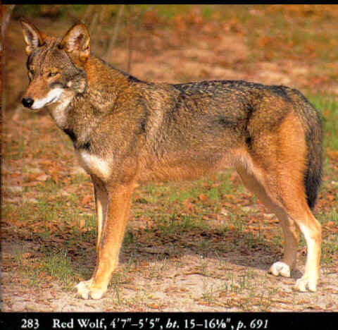 Red Wolf