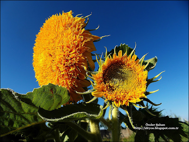 ayçiçeği çiçeği çiçeği , flower sunflower ,  