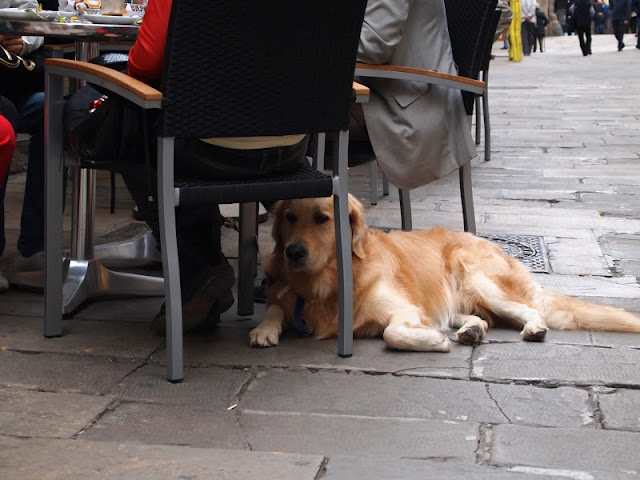 dog barrio gotico barcelona