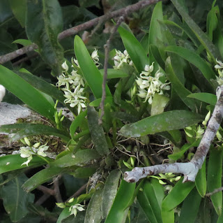 Prosthechea fragrans