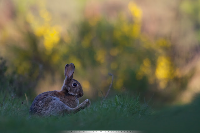 Konijn voor gele Brem - Rabbit in yellow Broom  - Oryctolagus cuniculus