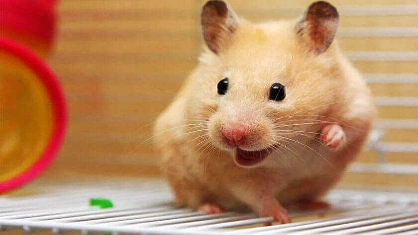 hamsters, best pets, small pets, small animals for pets, small pets at home, best pets to keep at hom