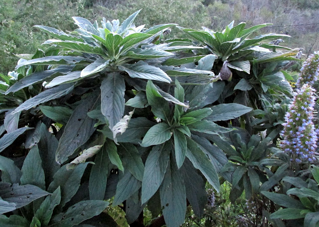 Echium callithyrsum x simplex