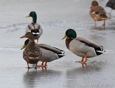 2013-01-26 Little Britain Lake 014