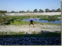 A Friendly Spider acting as a tour guide