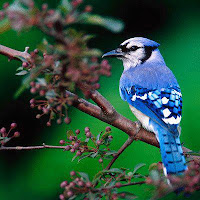 kecantikan burung